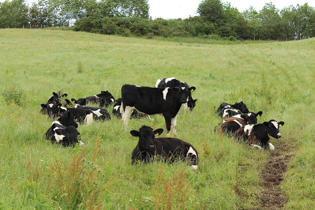 A field of heifers