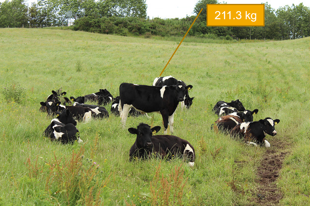 A field of heifers, 1 weight known